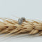 Lion Stud Piercing Jewelry